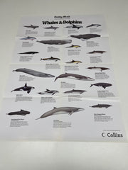 A Full Set of 14 Nature Posters from the Daily Mail Published by Collins in the 1980's